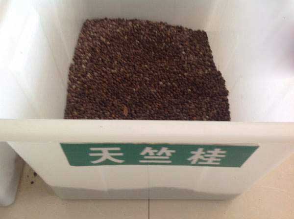 天竺桂种子图片