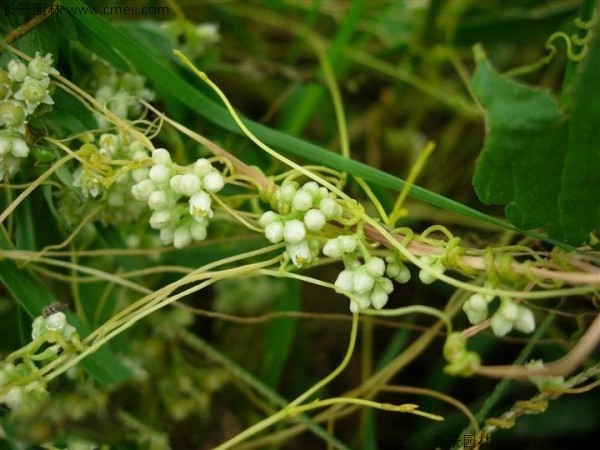 植物菟丝子图片