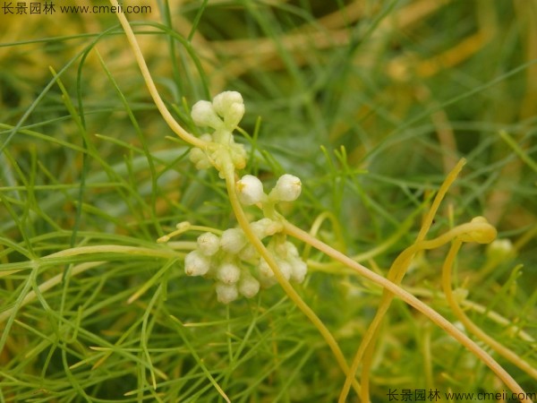 植物菟丝子图片