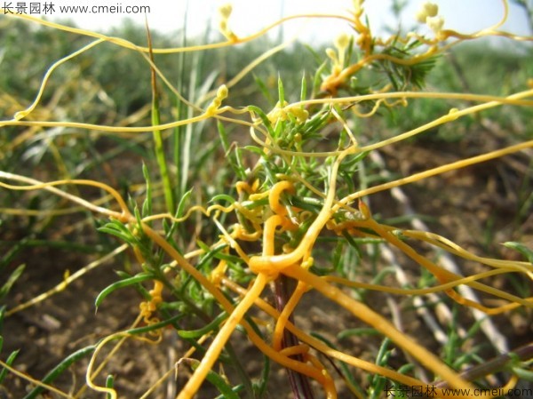 植物菟丝子图片