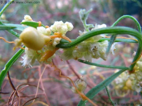 冬天可以种植菟丝子吗