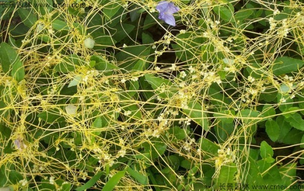 植物菟丝子图片