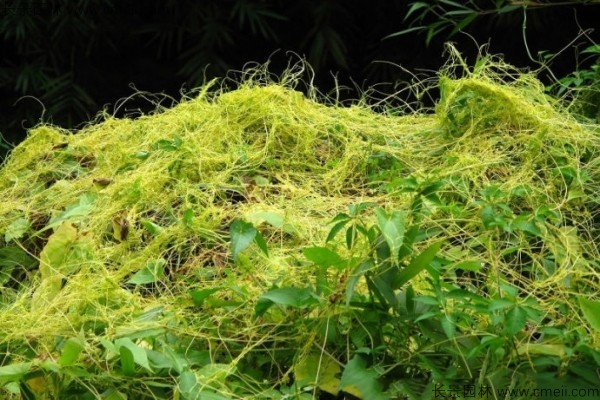 植物菟丝子图片