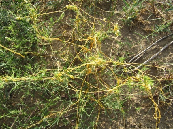 植物菟丝子图片