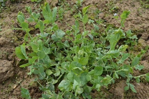 豌豆种子发芽出苗图片