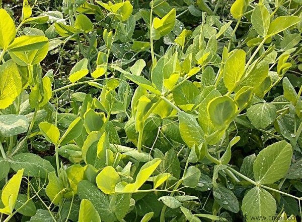 豌豆种子发芽出苗图片