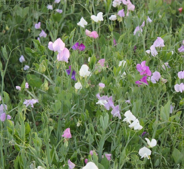 豌豆发芽出苗开花图片