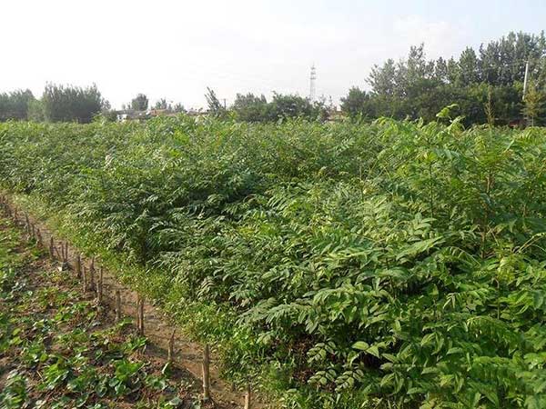 香椿种子发芽出苗图片 香椿种子发芽出苗图片