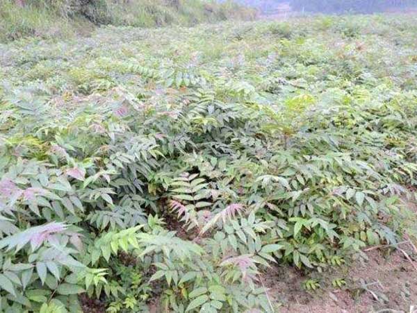 香椿种子发芽出苗图片 香椿种子发芽出苗图片