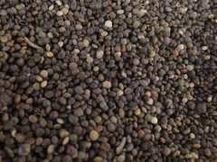 盐肤木种子播种时间几月最佳 一亩地播种多少斤