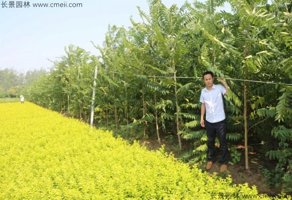 盐肤木种子发芽出苗图片