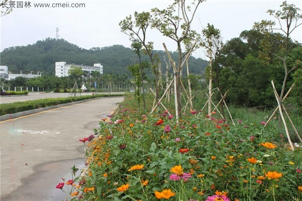 野花组合开花图片