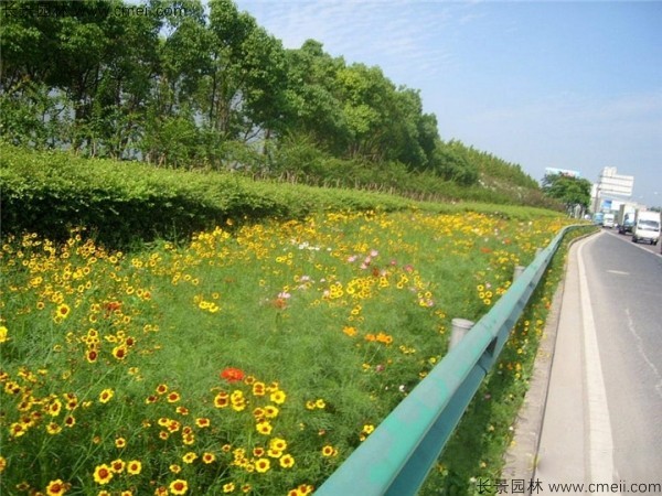 野花组合开花图片