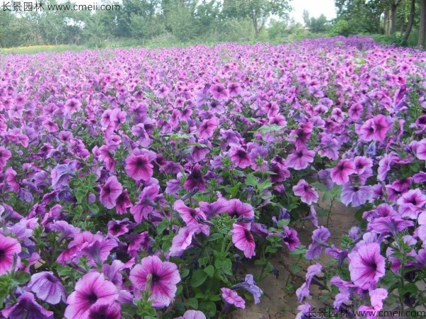 野花组合开花图片