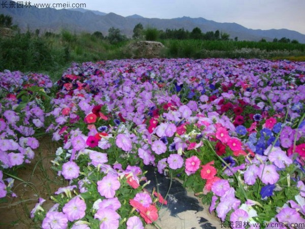 野花组合开花图片