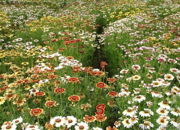 野菊花开花图片