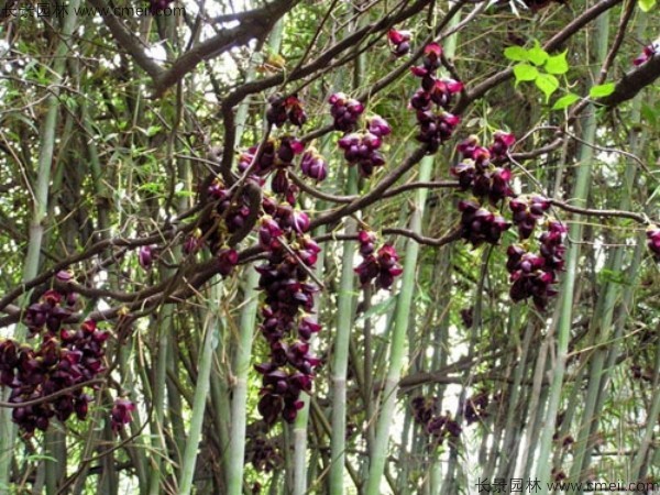 油麻藤开花树叶树藤图片