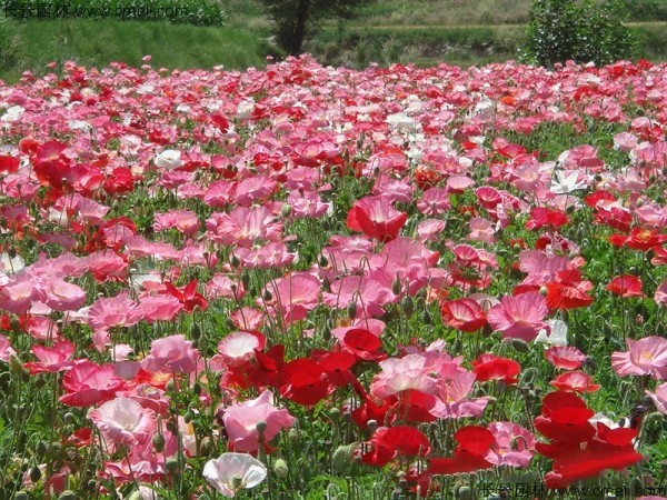 虞美人开花图片花海