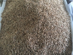 冬牧70黑麦草种子多少钱一斤 产量能达到多少斤