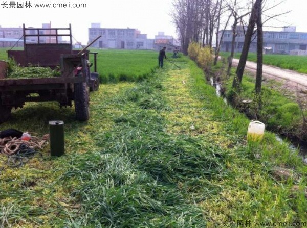 冬牧70黑麦种子发芽出苗图片