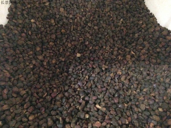 紫玉兰种子图片