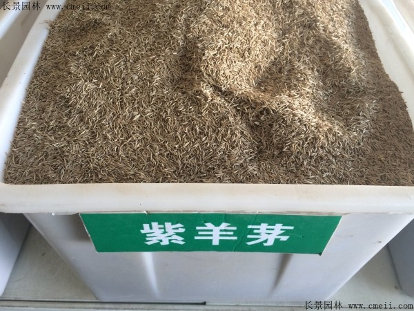 紫羊茅种子图片 紫羊茅种子图片