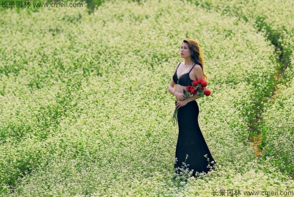 甜荞麦种子发芽出苗图片