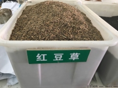 红豆草种子