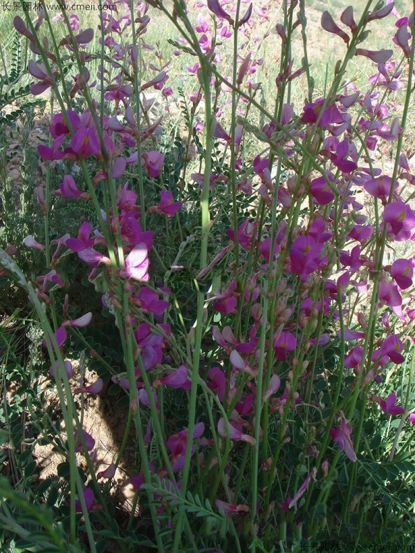 红豆草开花图片