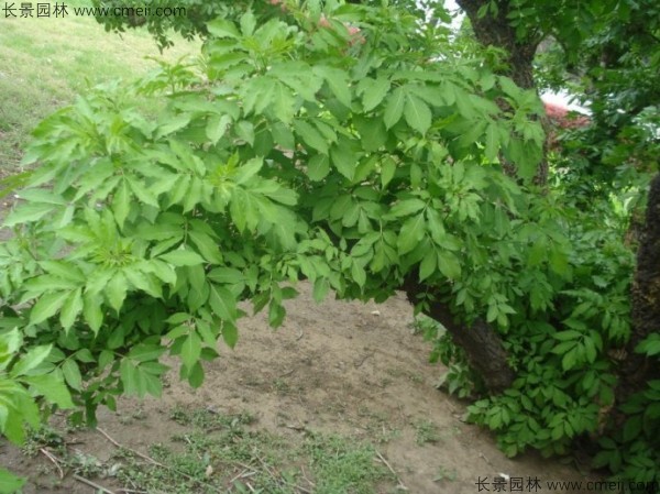 4月可以播种接骨木种子吗