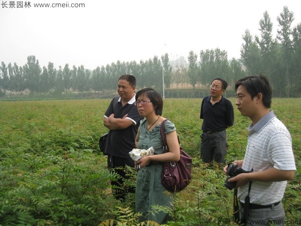 黄连木种子发芽出苗图片