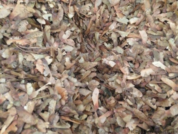 青榨槭种子图片