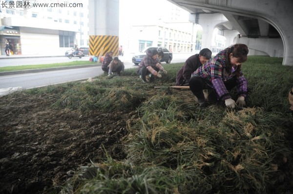 麦冬草种子发芽出苗开花图片