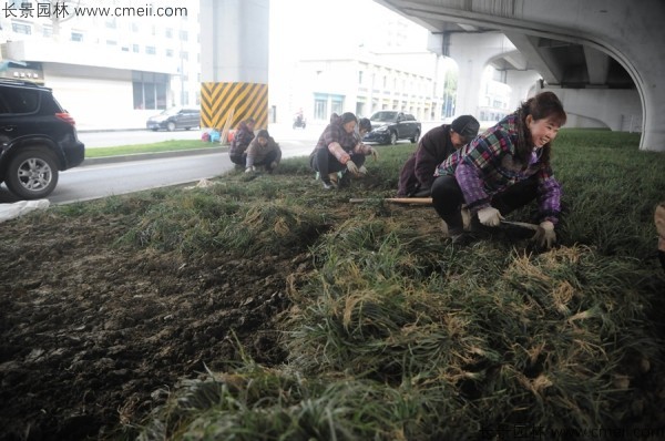 麦冬草种子发芽出苗开花图片