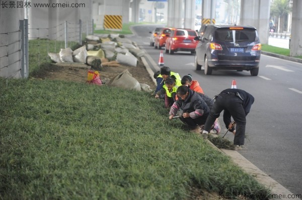 麦冬草种子发芽出苗开花图片