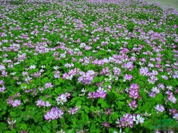紫云英种子发芽出苗开花图片