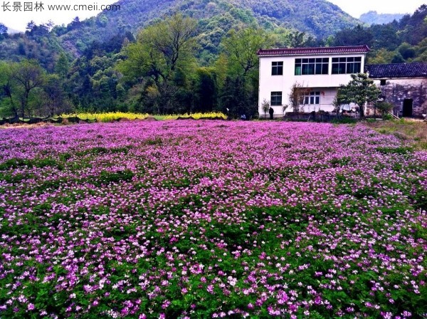 紫云英种子发芽出苗开花图片