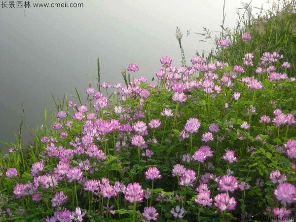 红花草种子发芽出苗开花图片