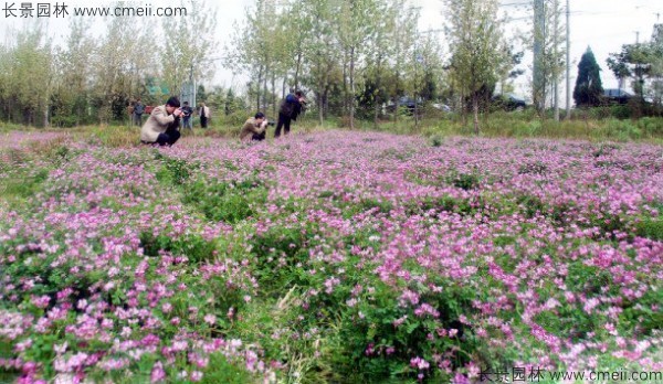 红花草种子发芽出苗开花图片