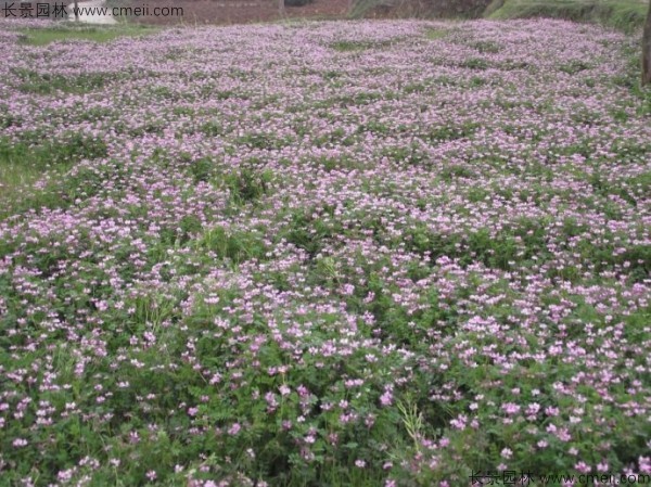 红花草种子发芽出苗开花图片