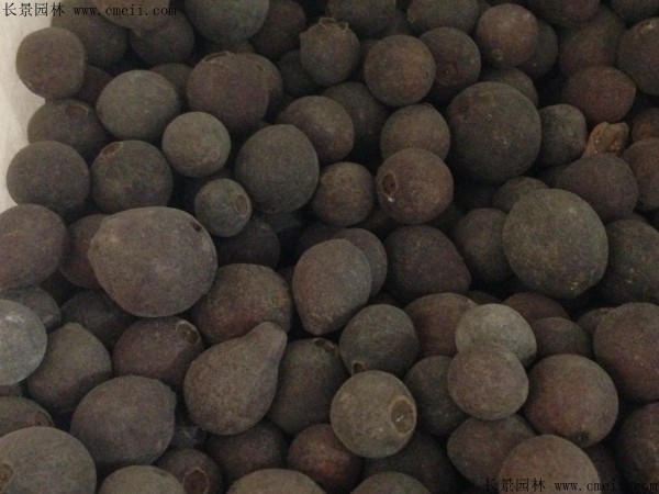 番石榴种子图片