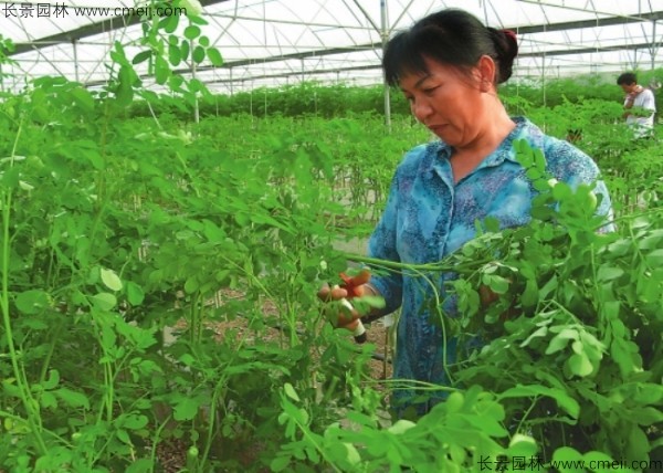 辣木树种子发芽出苗图片