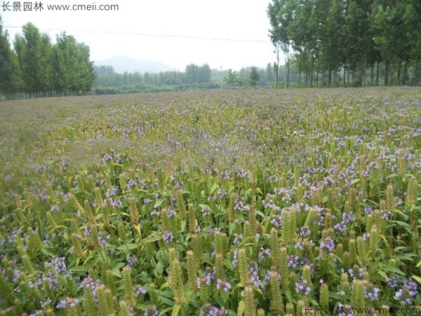 冬天可以种植夏枯球吗