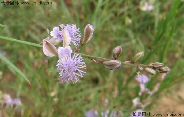 远志种子发芽出苗开花图片