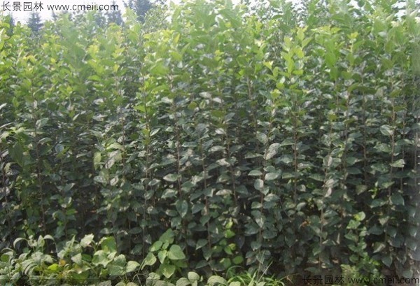 西府海棠种子发芽出苗图片