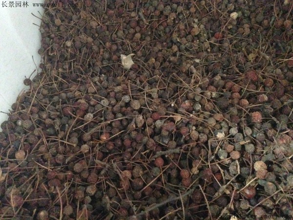 西府海棠种子图片