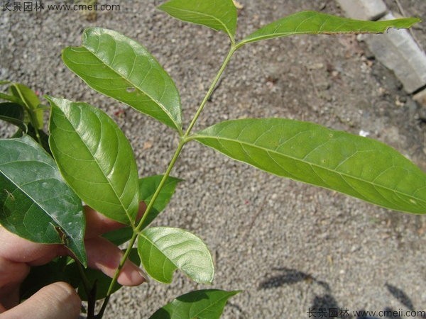 桃花心木种子发芽出苗图片