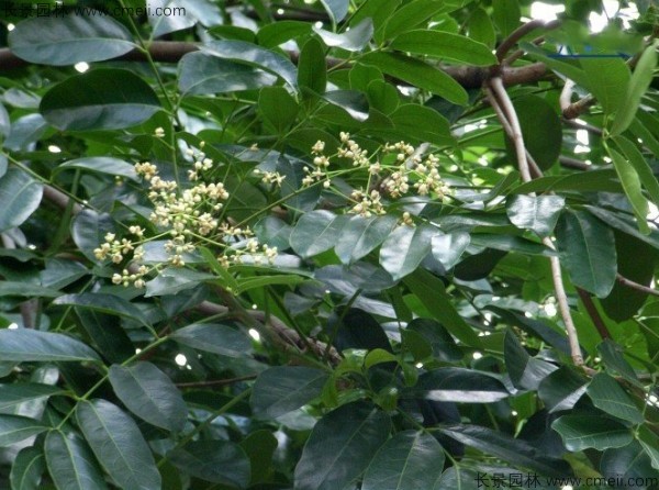 桃花心木种子发芽出苗图片