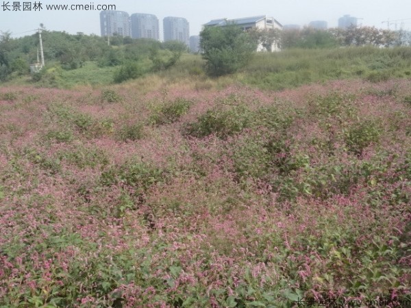 水红花种子发芽出苗开花图片