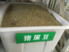 猪屎豆种子